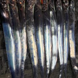 タチウオ短時間勝負で