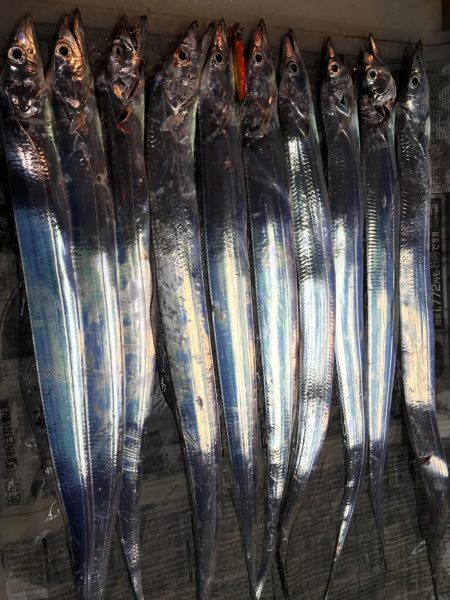 タチウオ短時間勝負で