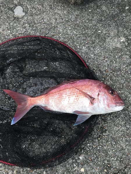 久しぶりの夕方釣行