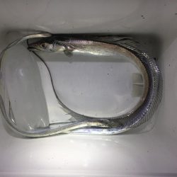 タチウオの溜まり場！