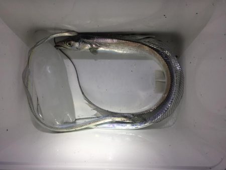 タチウオの溜まり場！