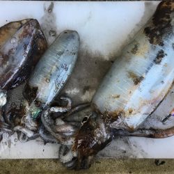 大里松原海岸 アオリイカ3杯