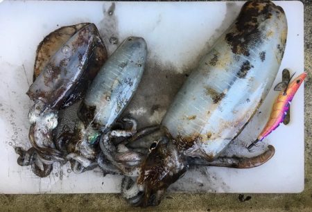 大里松原海岸 アオリイカ3杯