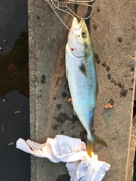 久々の青だ〜ハマチ？