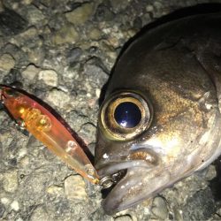 メバルの季節！