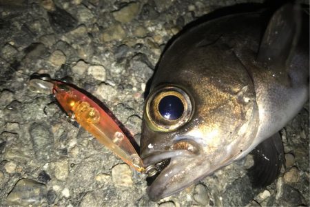 メバルの季節！