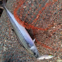 朝まづめショアジギング