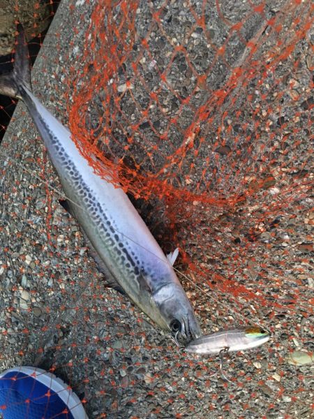 朝まづめショアジギング