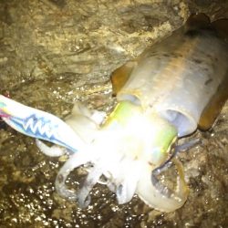 ナイトエギング