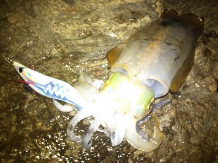 ナイトエギング