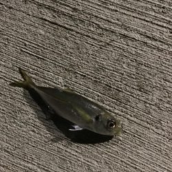 久しぶりのアジング！