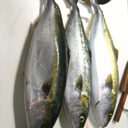 乗り合いでハマチ