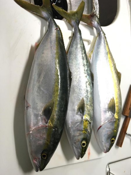 乗り合いでハマチ