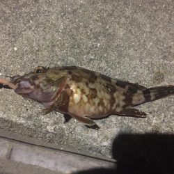 アジはいません