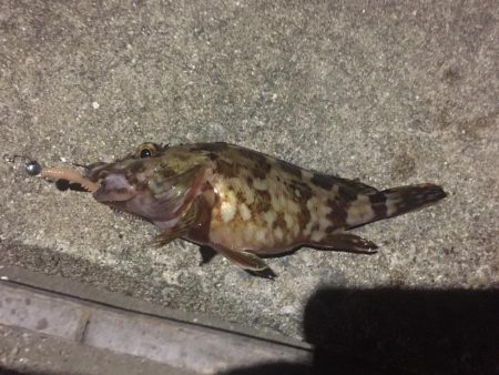 アジはいません