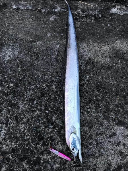 激しぶタチウオ