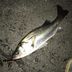 イワシパターン！