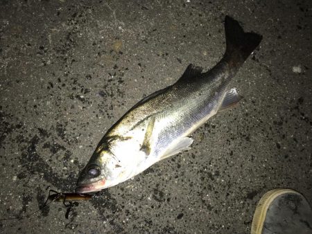 イワシパターン！