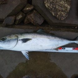 阿南市の那賀川河口でブリとシーバス