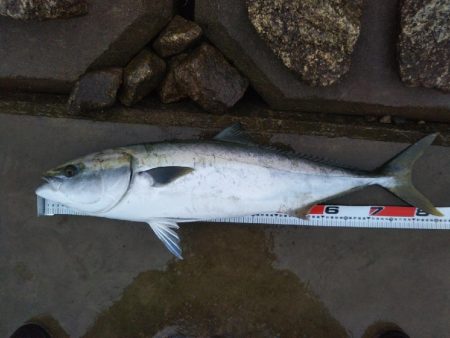 阿南市の那賀川河口でブリとシーバス