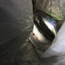 潮は悪いが何とか釣れました。