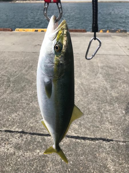 ショアジギング