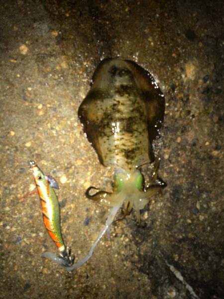 久しぶりのアオリイカ！