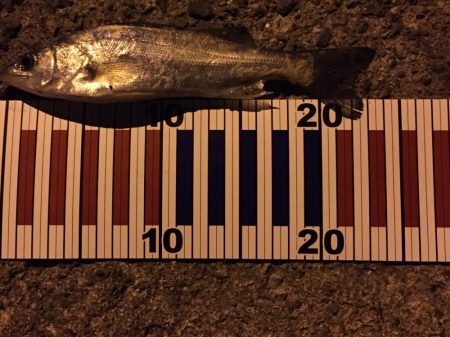 ちょい投げ釣行