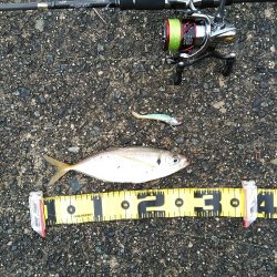 デカ アジとサゴシ