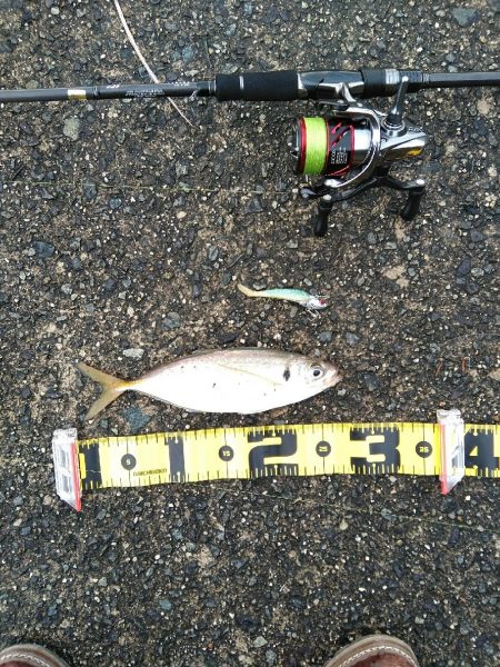 デカ　アジとサゴシ