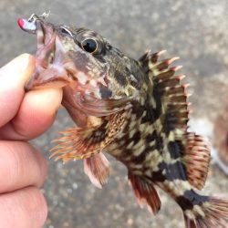 マイクロデイゲーム