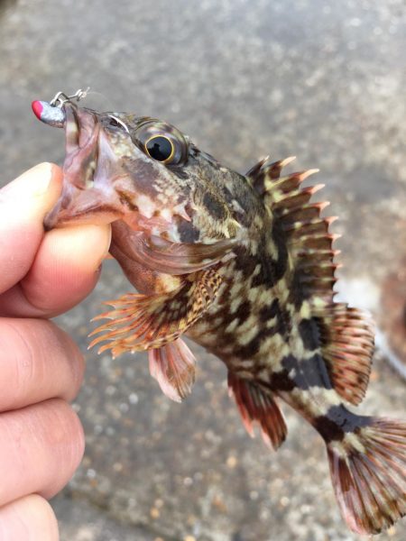 マイクロデイゲーム