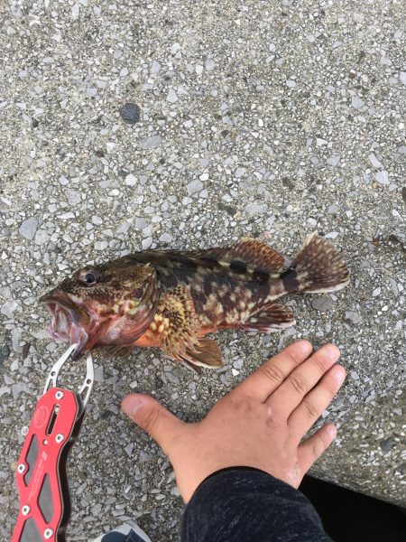 久しぶりのデイゲーム