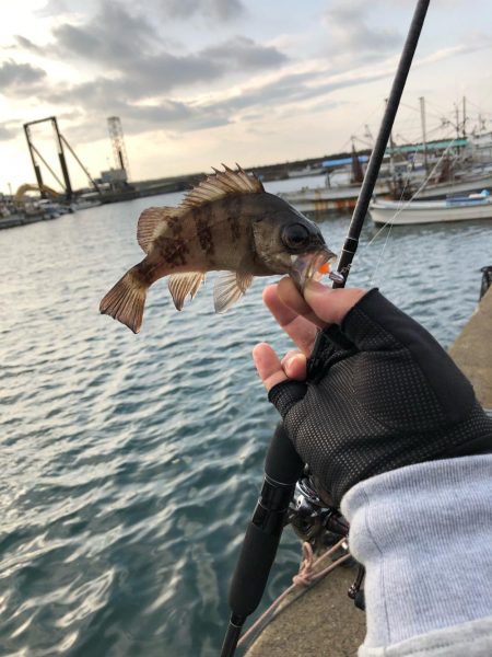 タックルボックス探してます