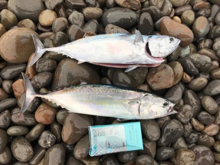 久しぶりの青物