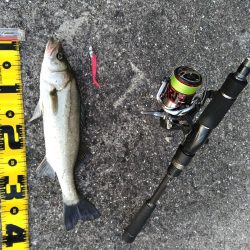 シーバスマルチも手乗りサイズ