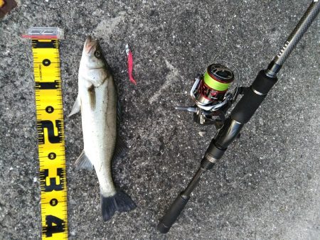 シーバスマルチも手乗りサイズ