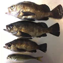 早朝ライトゲーム