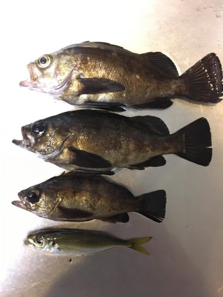 早朝ライトゲーム