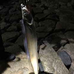 シーバスのはずが(T . T)