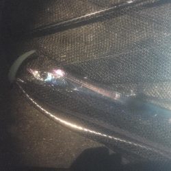 タチウオまだなんとか！