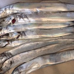 港奥ボチボチ朝の時合いは特になし