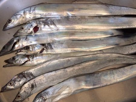 港奥ボチボチ朝の時合いは特になし