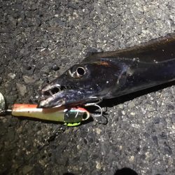 風が強いです。