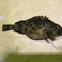 ロックフィッシュでガシラ