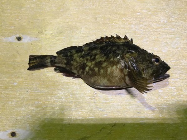 ロックフィッシュでガシラ