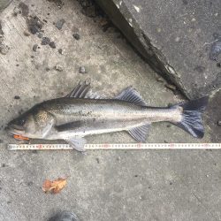 引き潮になって