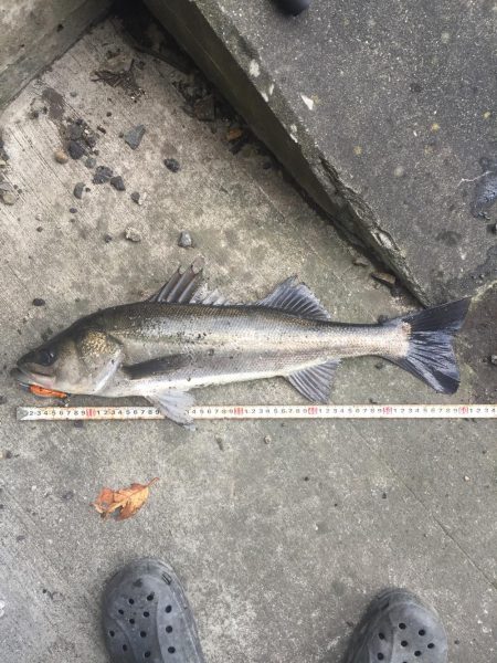 引き潮になって