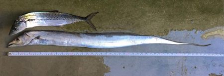 タチウオまだいけそう