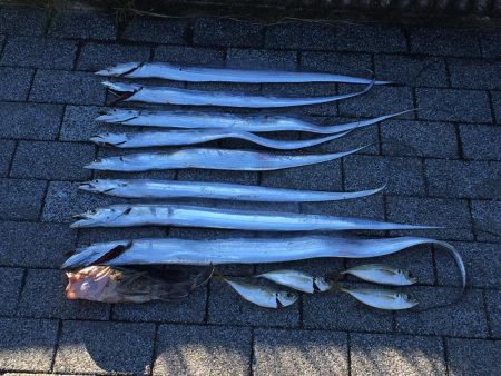 南港タチウオ終盤戦！！